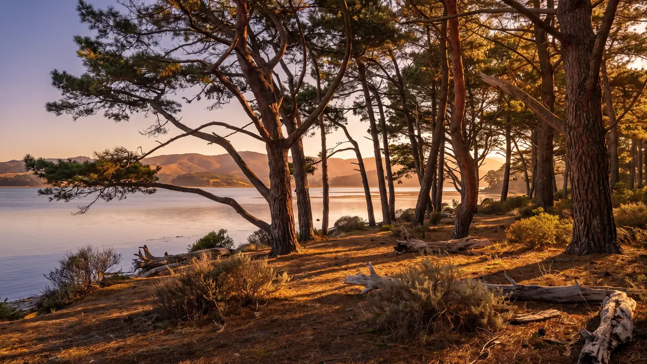 Pinos marítimos del bosque de Bétey que llegan hasta la orilla de la bahía de Arcachon, en Andernos; luz cálida y tamizada entre los troncos