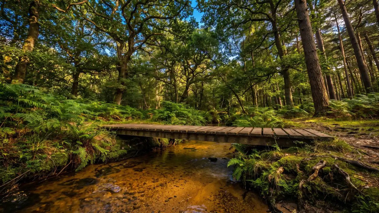 Una pasarela de tablones que cruza un pequeño arroyo de color ámbar bajo el bosque de galería, entre helechos y musgos
