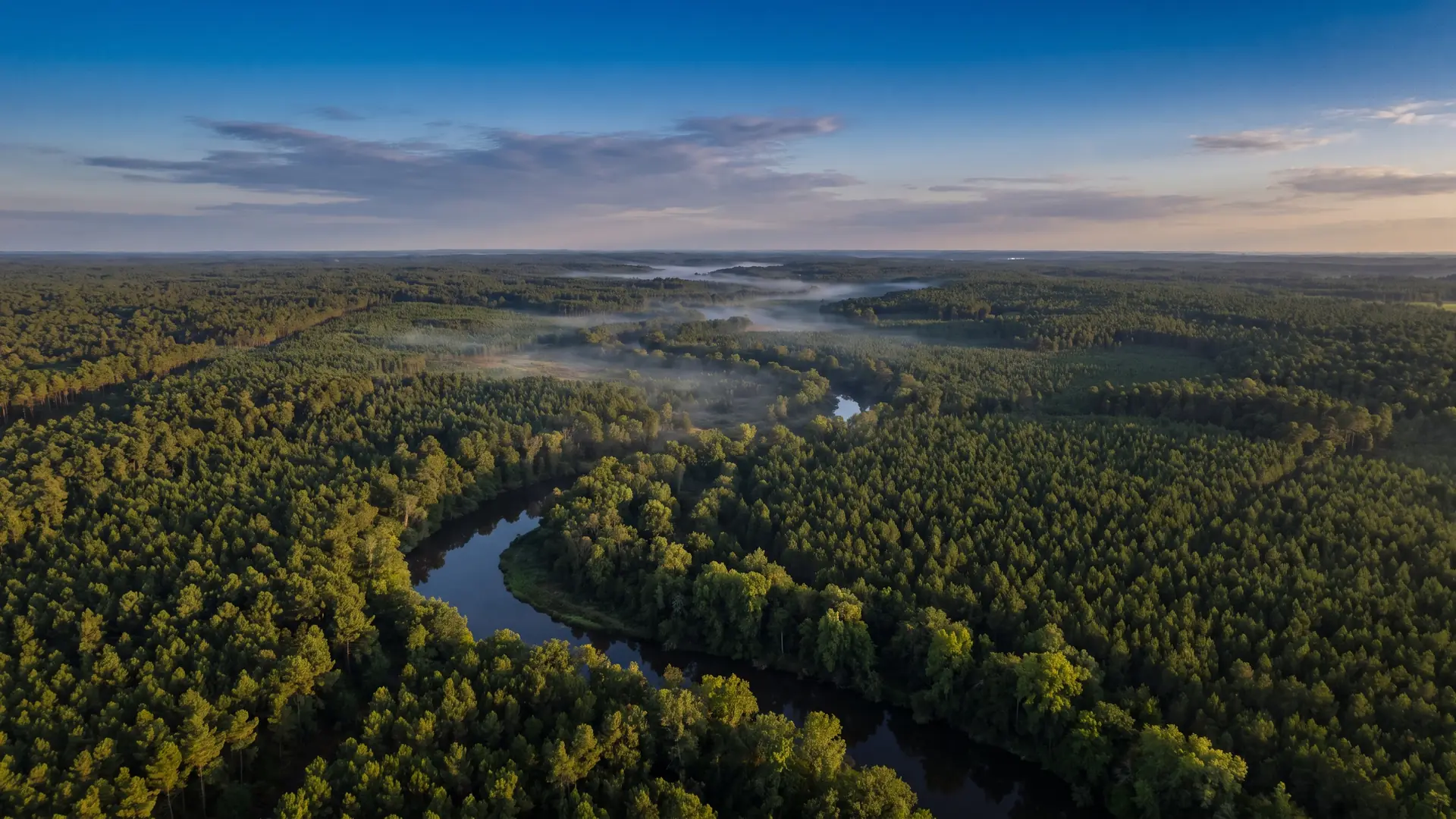La oscura franja del bosque que bordea un pequeño río que serpentea por un mar de pinos, la bruma dorada de la mañana