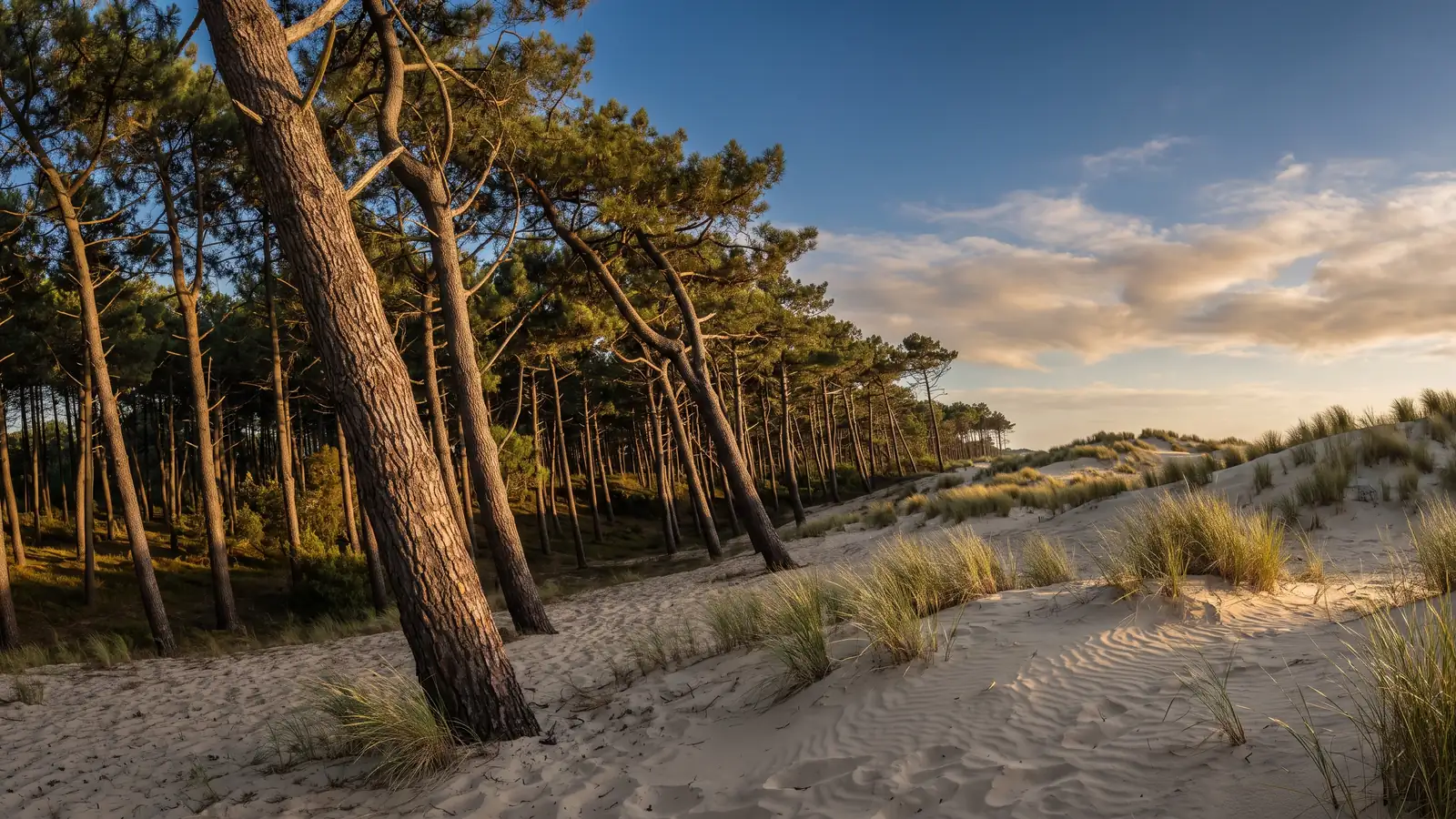 La lisière de pins à Biscarrosse-Plage — destination du transfert privé Bordeaux → Biscarrosse-Plage