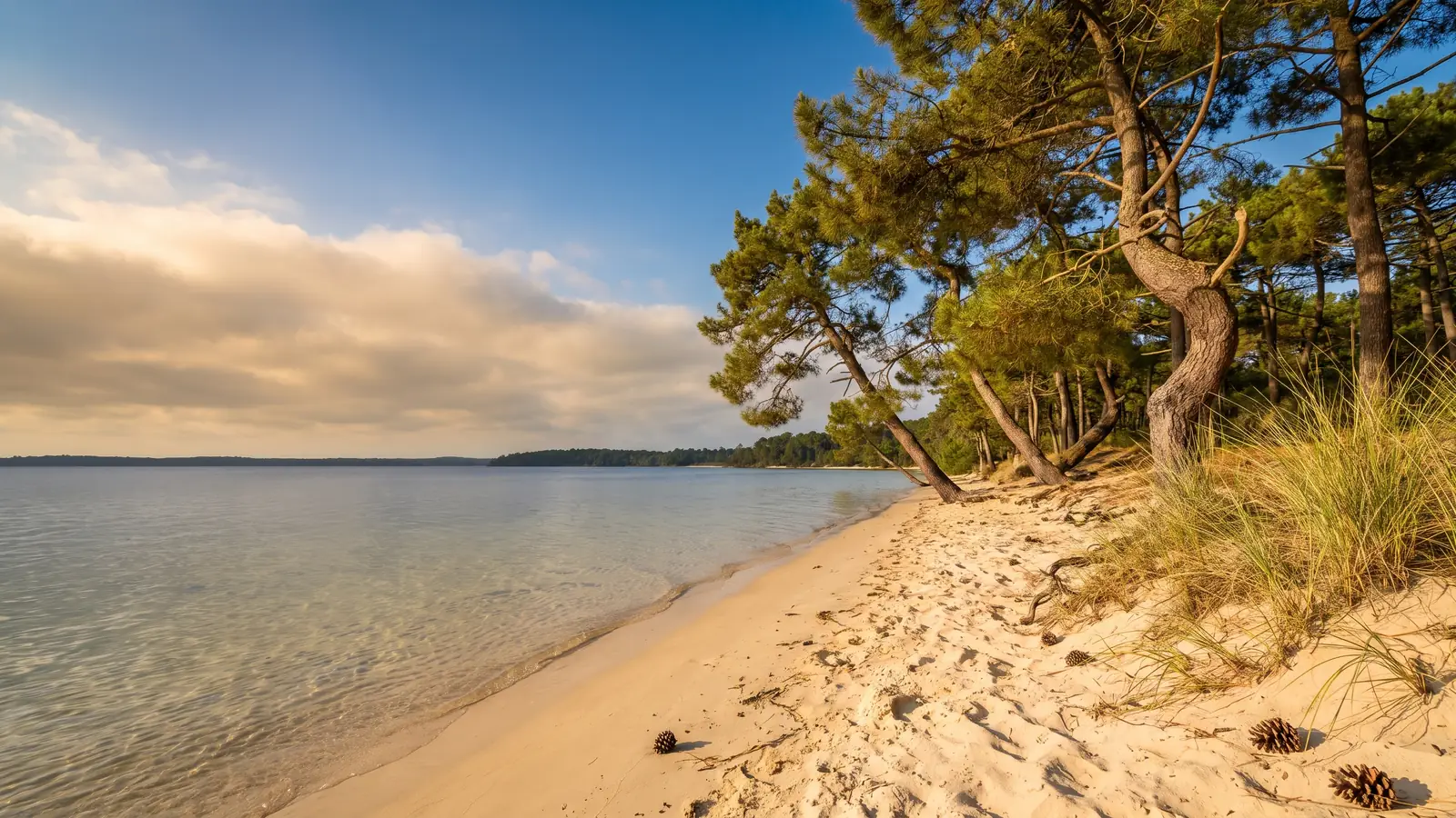 Una playa lacustre desierta de arena dorada que desciende suavemente hacia unas aguas transparentes, con pinos marítimos inclinados sobre la orilla