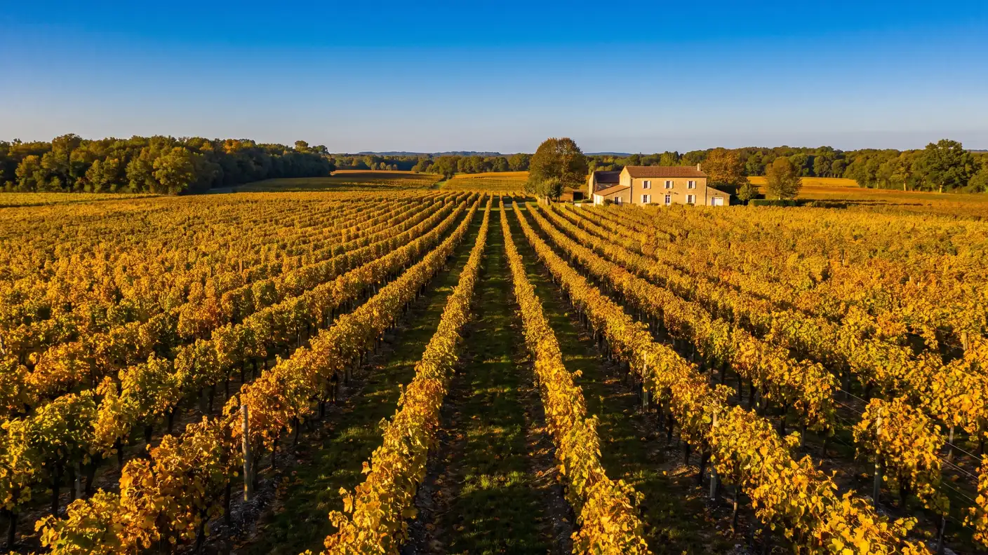 Filas de viñedos de coñac con los colores del otoño en Charente, con un follaje dorado y ámbar