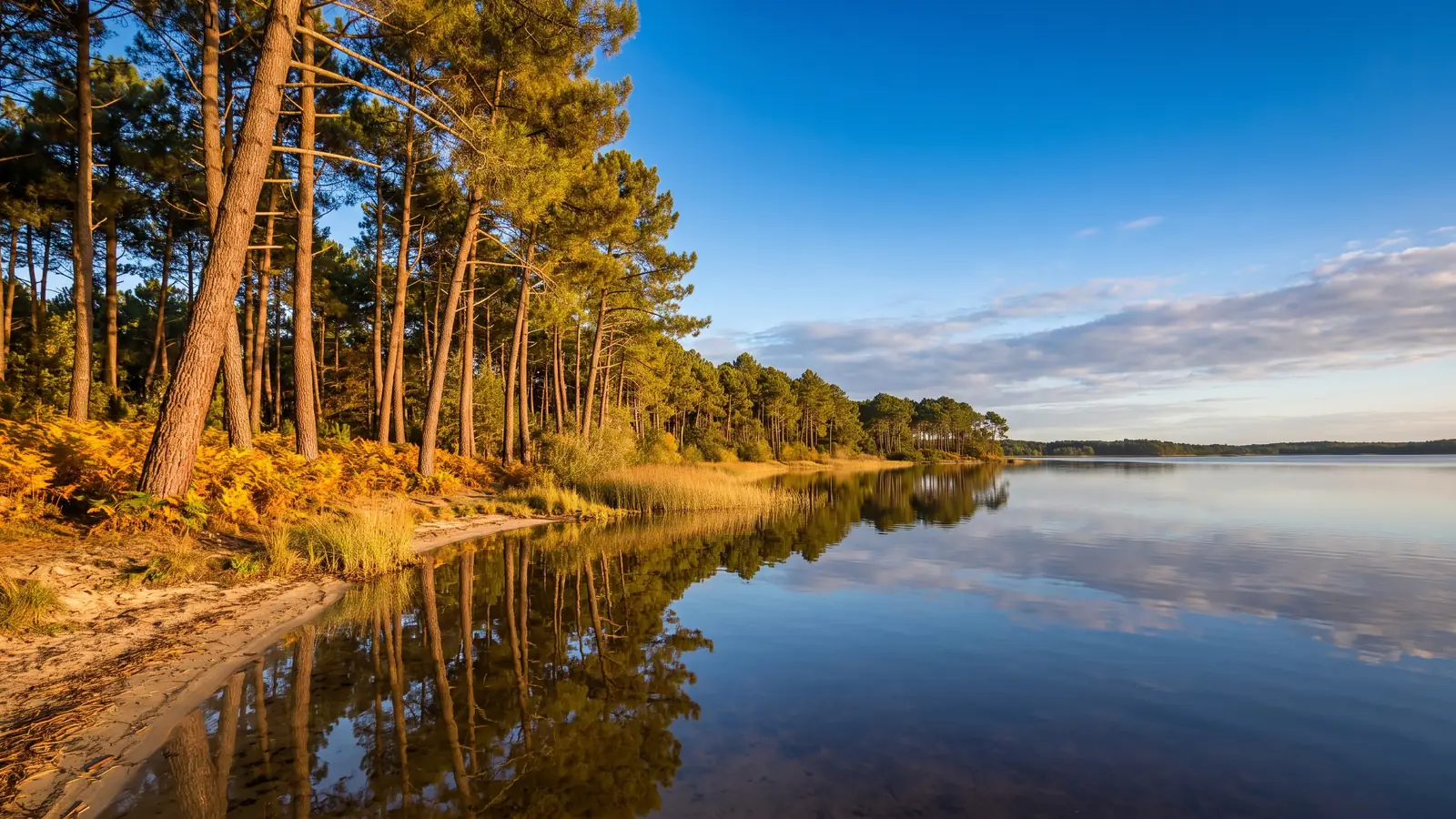 The maritime pine forest stretching along the tranquil shore of Lake Cazaux-Sanguinet, near the Navarrosse Plage Camping Club