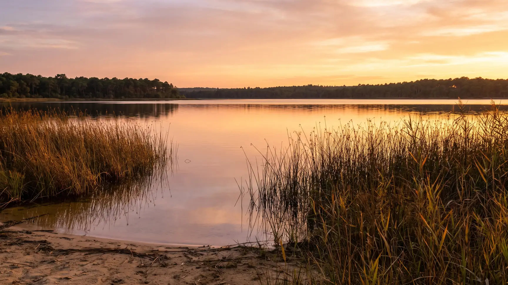 The reeds along the shore of Lake Cazaux-Sanguinet at sunset, near the Navarrosse Plage Camping Club