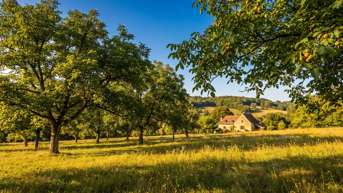 Bosque de nogales del Périgord Noir, cerca de Sarlat y del camping La Palombière