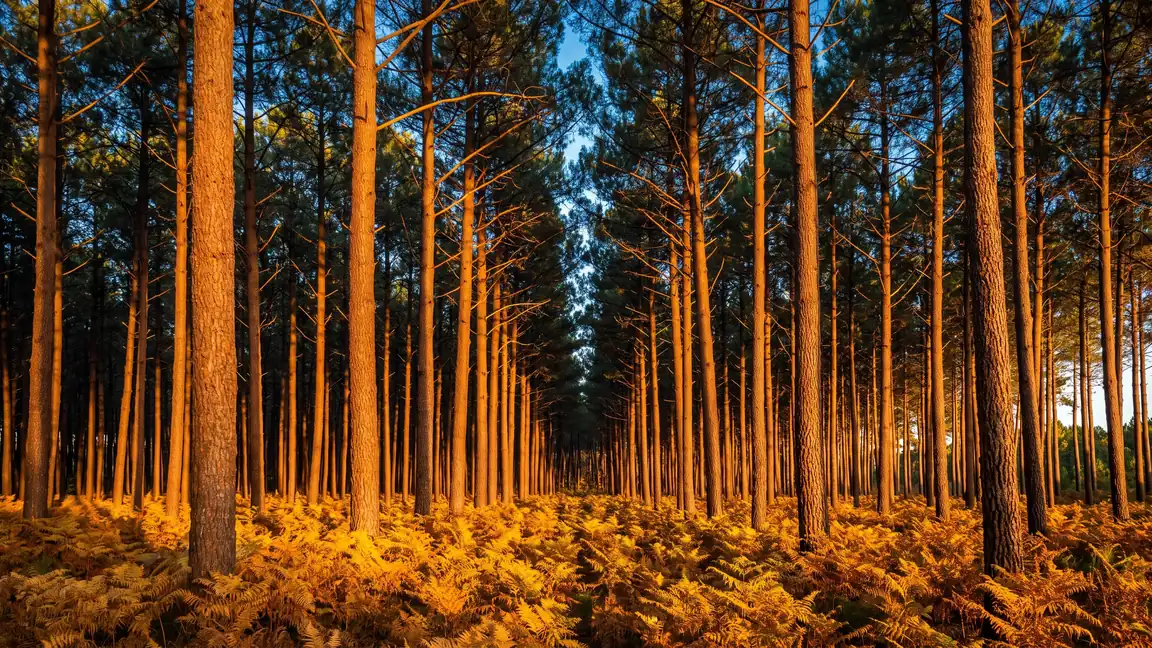 El bosque de pinos marítimos de las Landas de Gascuña, cerca de Lit-et-Mixe, junto al camping Les Vignes