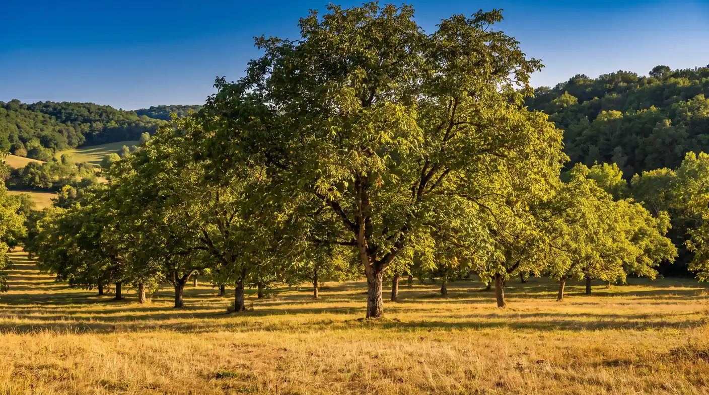 Bosque de nogales del Périgord Noir, cerca de Le Bugue