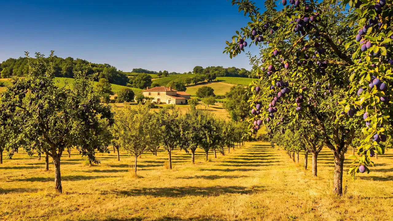 An orchard of Agen plums in the countryside of Lot-et-Garonne, near the Château de Fonrives campground