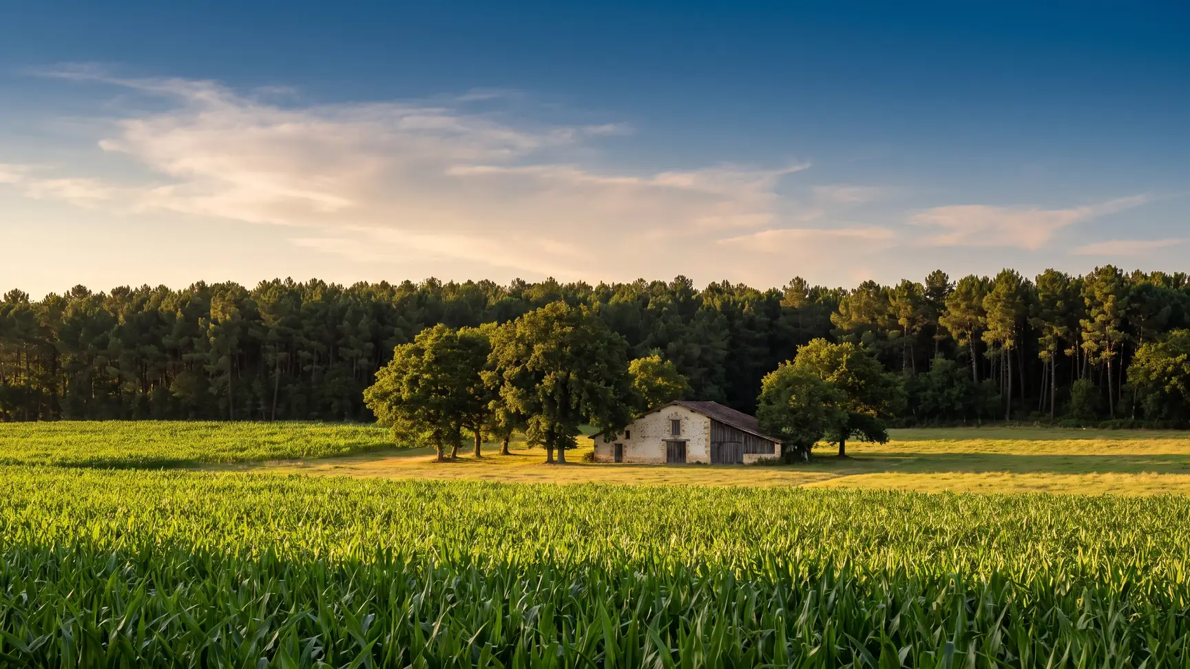 Un campo de maíz verde, una granja de las Landas bajo los robles y la oscura muralla del bosque de pinos en el horizonte