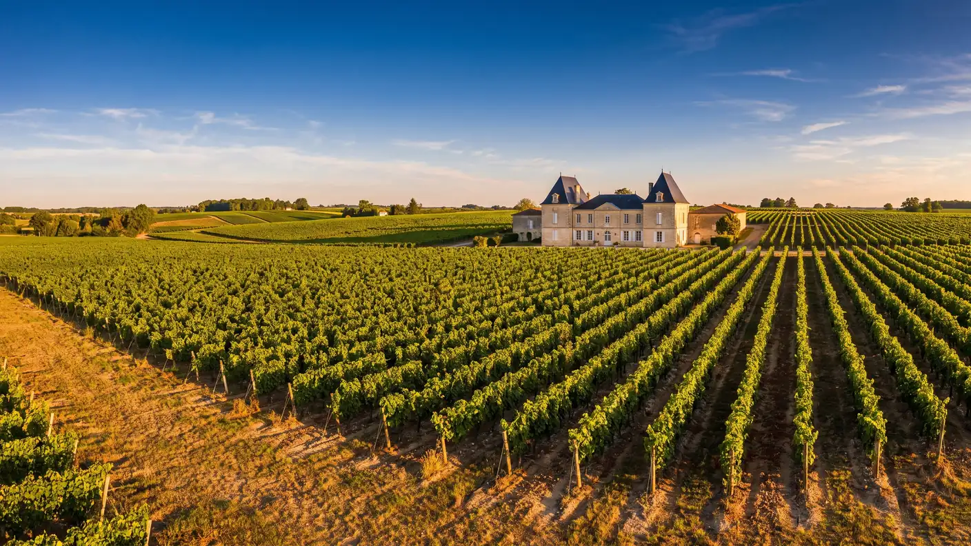 Filas de viñedos bordeleses en una meseta calcárea y ondulada sobre Castillon, un castillo vinícola, en Gironda