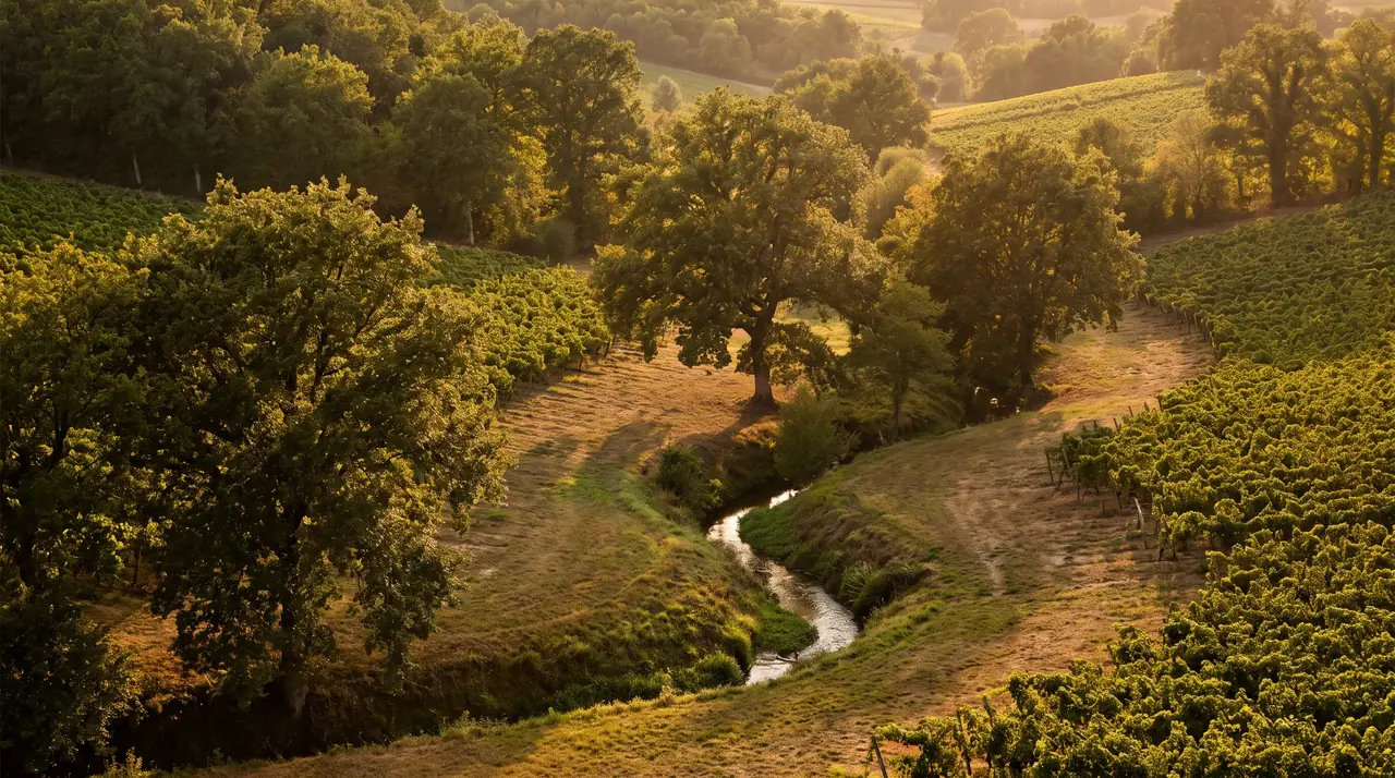 Valle boscoso de Entre-deux-Mers con un arroyo y viñedos en las laderas cerca de Haux, luz dorada