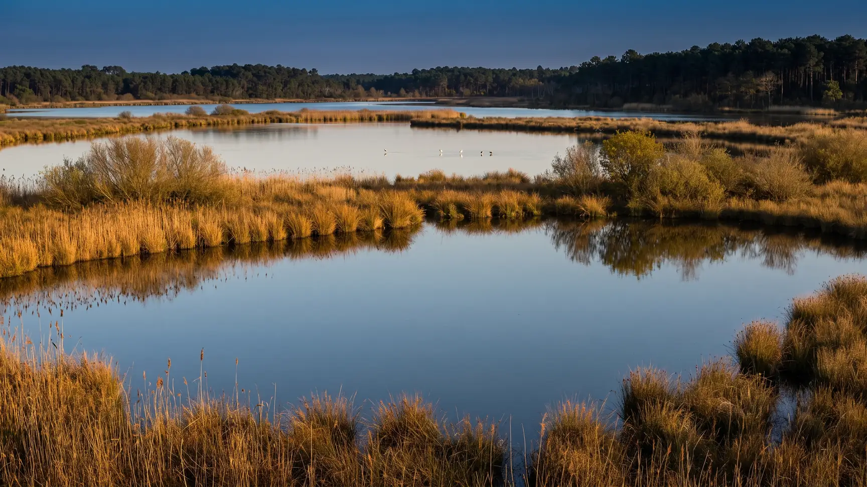 Una reserva de marismas, amplias lagunas rodeadas de juncos y sauces, algunas aves, un pinar en la otra orilla