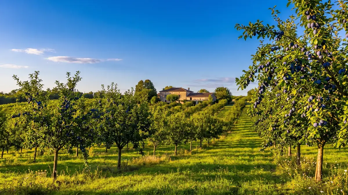 Huerto de ciruelos en las laderas de Lévignac-de-Guyenne