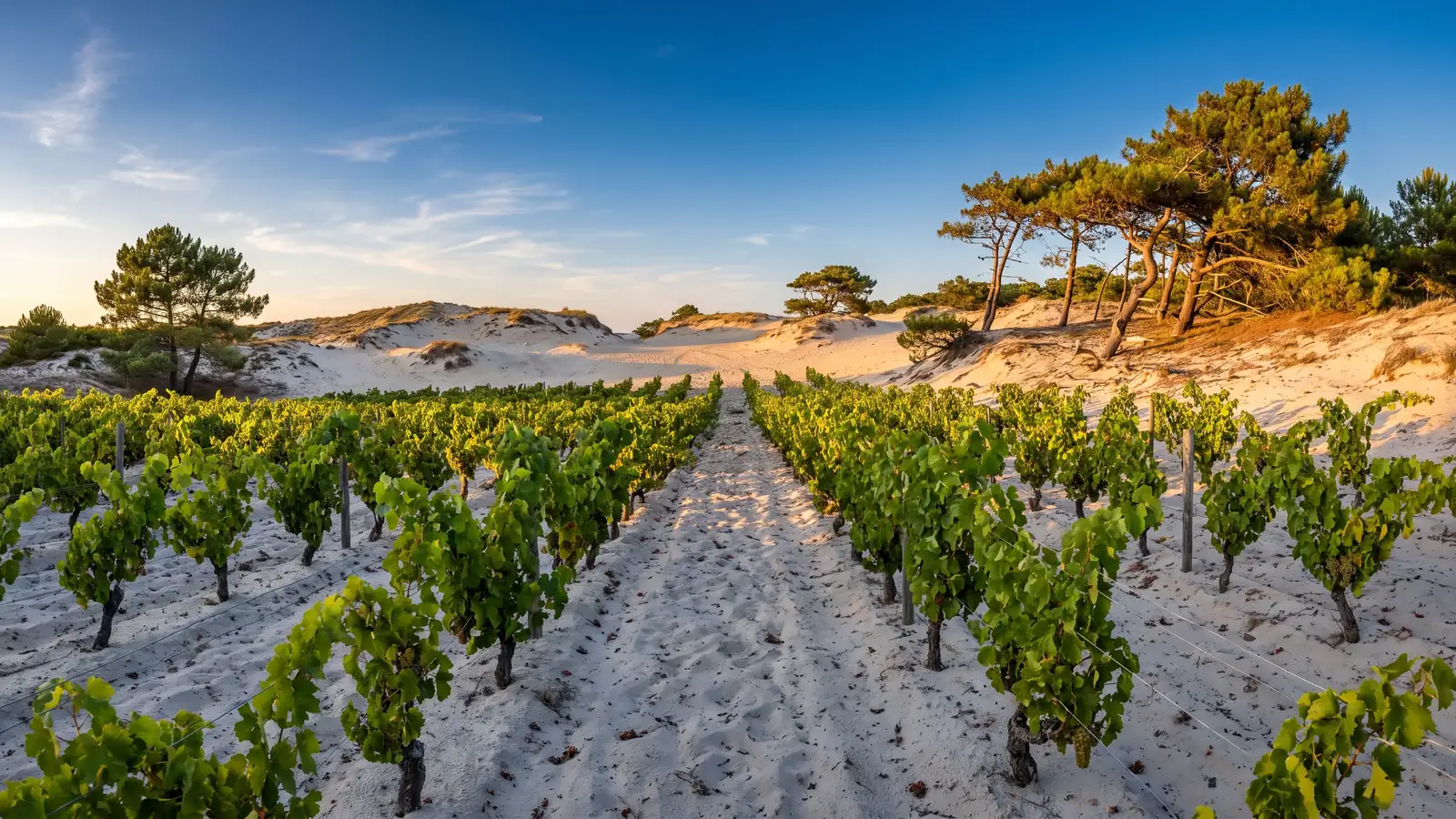 Filas de viñas verdes plantadas directamente en la arena clara de las dunas, pinos marítimos en el horizonte
