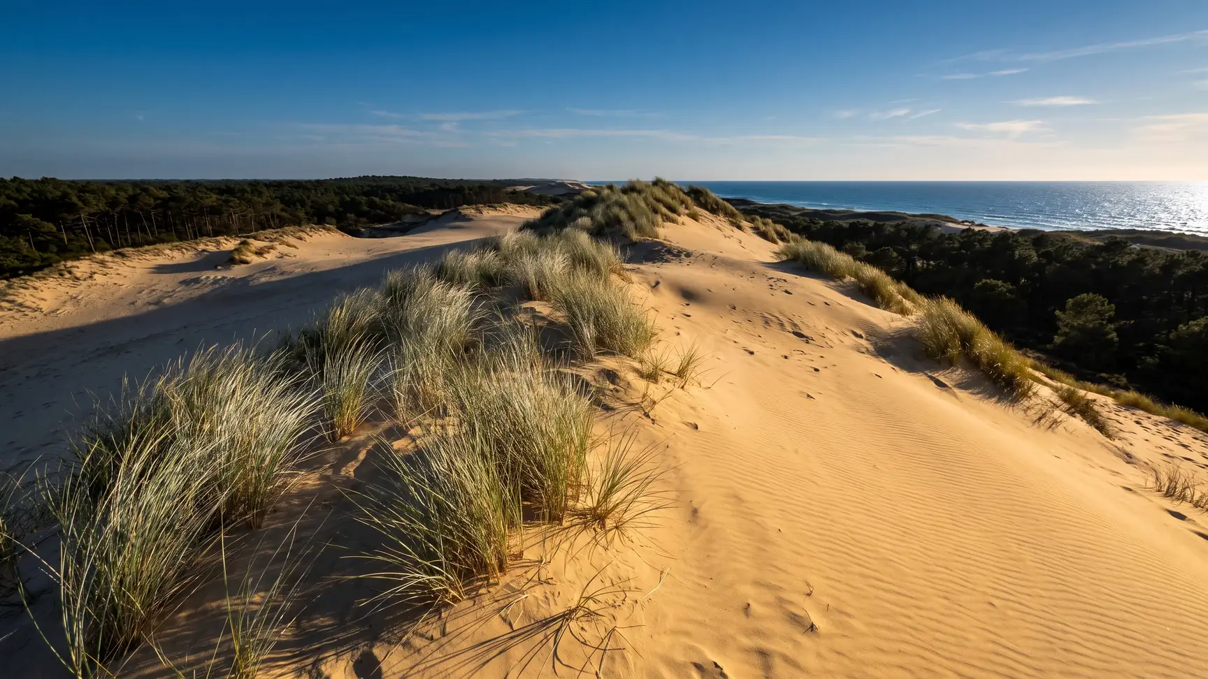 Una duna costera virgen cubierta de espartina, el océano resplandeciendo más allá de la cresta, con pinos marítimos al fondo