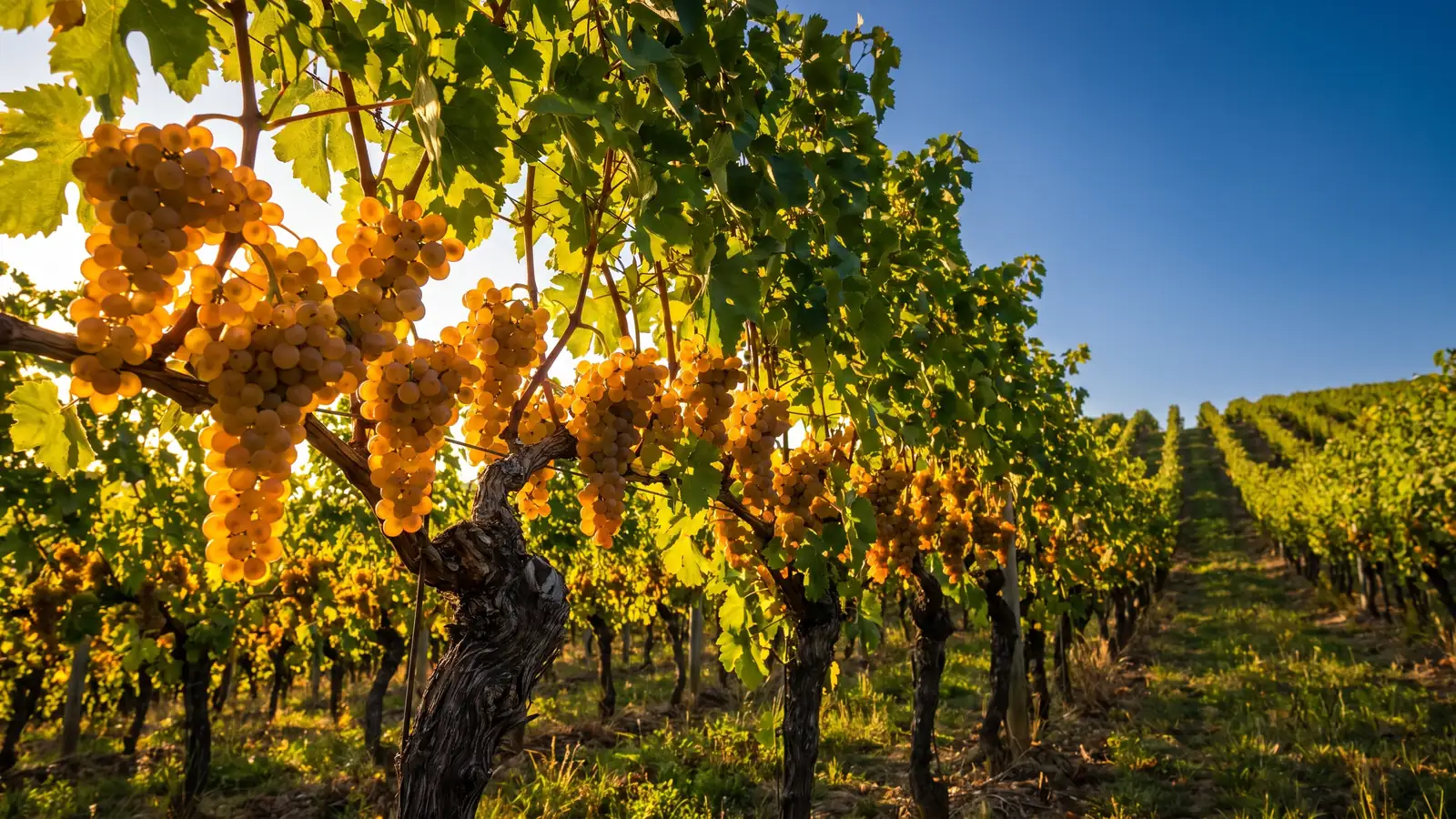 Racimos dorados de chasselas de Moissac en los viñedos del Quercy