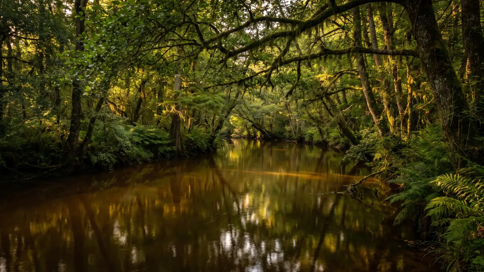 Un río salvaje de aguas oscuras bajo un túnel de exuberante vegetación, helechos reales y troncos cubiertos de musgo