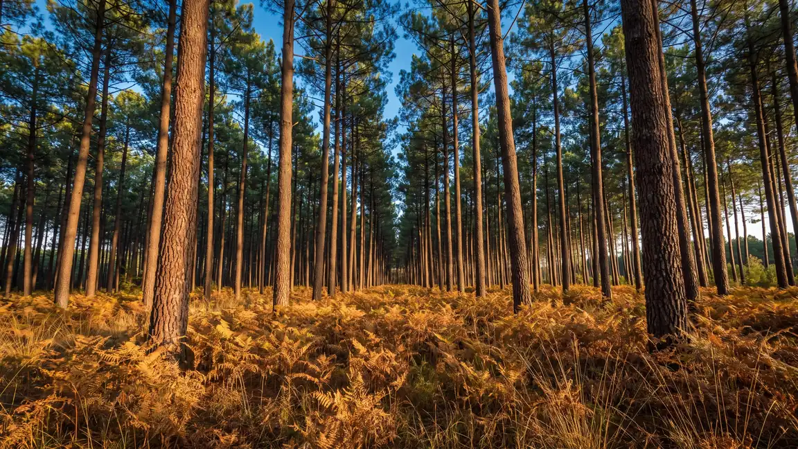 El bosque de las Landas, a las puertas de Mont-de-Marsan — destino del traslado privado Burdeos → Mont-de-Marsan