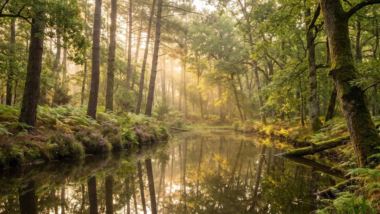 Un bosque de pinos marítimos, robles y castaños que rodea un estanque forestal en Charente-Maritime