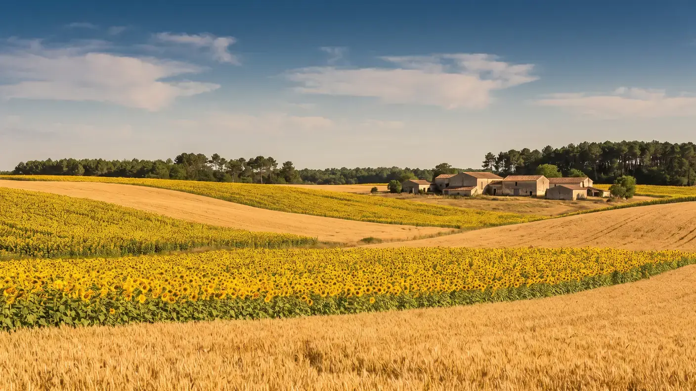 Los campos de girasoles de la Haute-Saintonge, de camino a Montendre