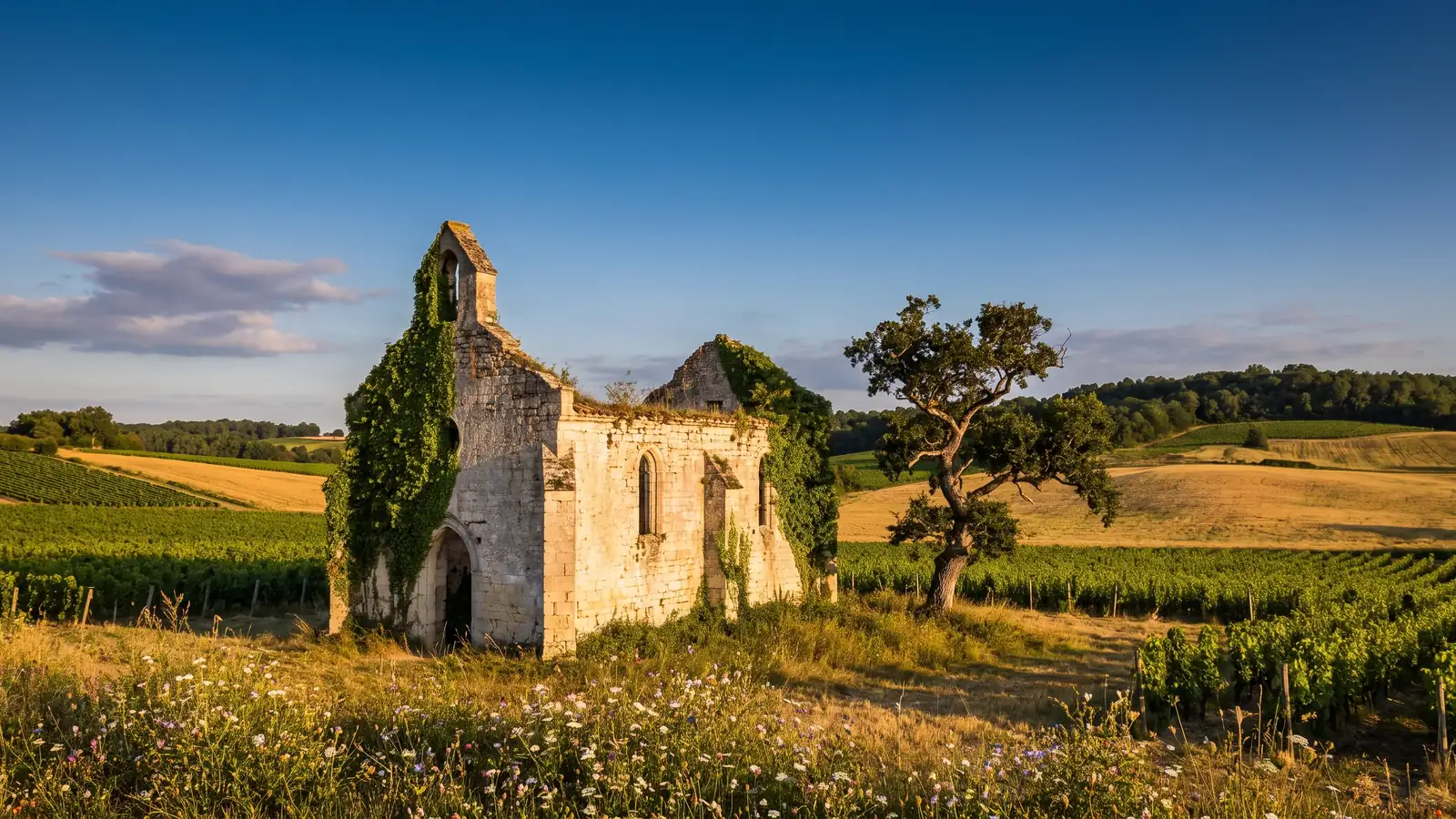 Las ruinas de una capilla medieval entre campos y viñedos, muros a cielo abierto cubiertos de hiedra, al atardecer