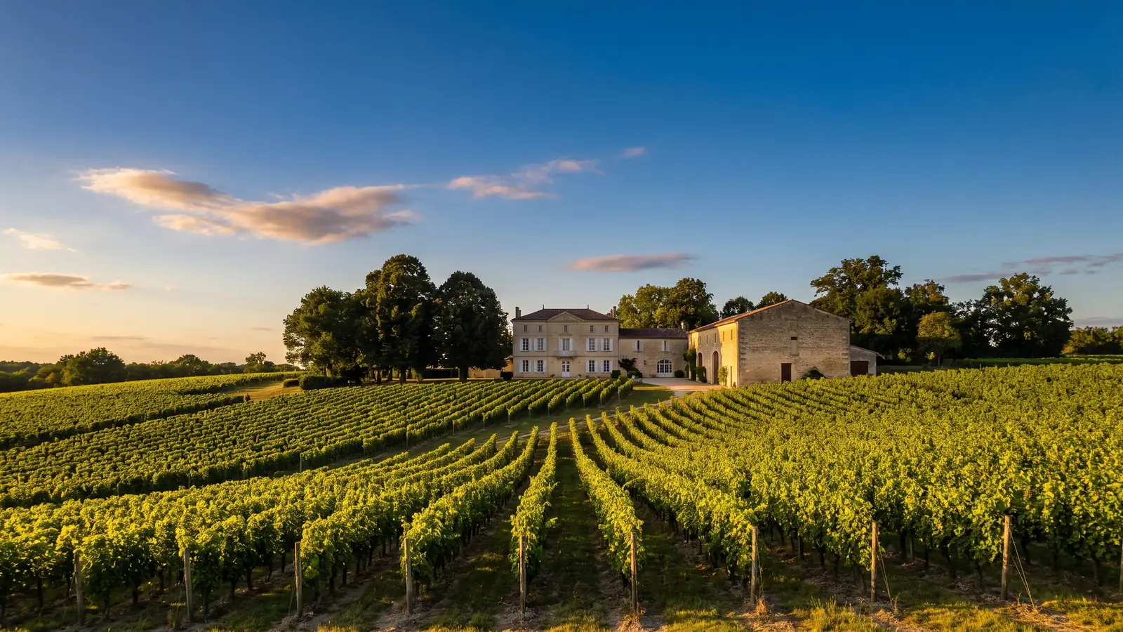 Los viñedos de Burdeos se extienden hacia un castillo y su bodega de piedra clara, en las laderas, a finales de verano