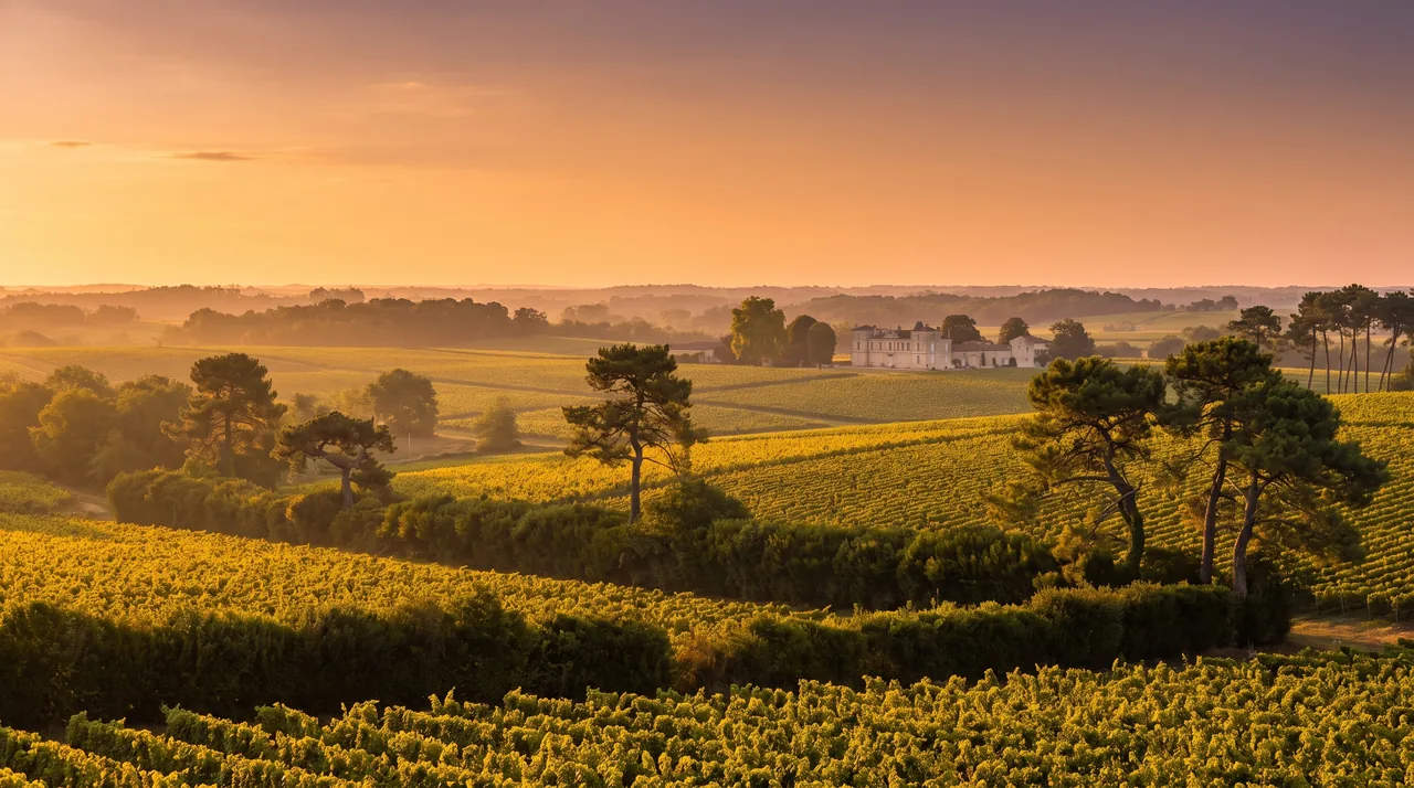 Campiña del Médoc, cerca de Moulis, al atardecer: viñedos, setos, pinos marítimos y una finca a lo lejos