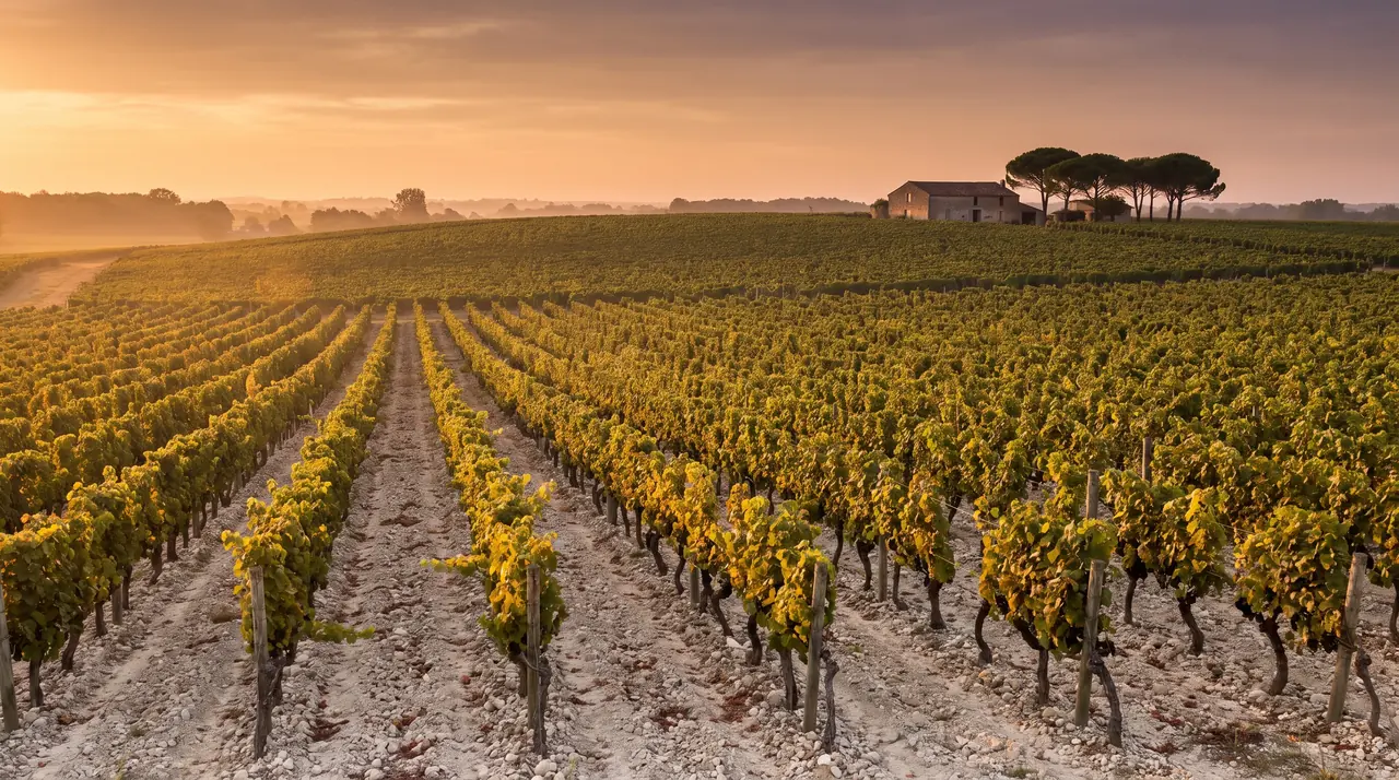 Loma de grava cubierta de viñedos en el Médoc, en Moulis, al atardecer; suelo pedregoso y claro entre las hileras