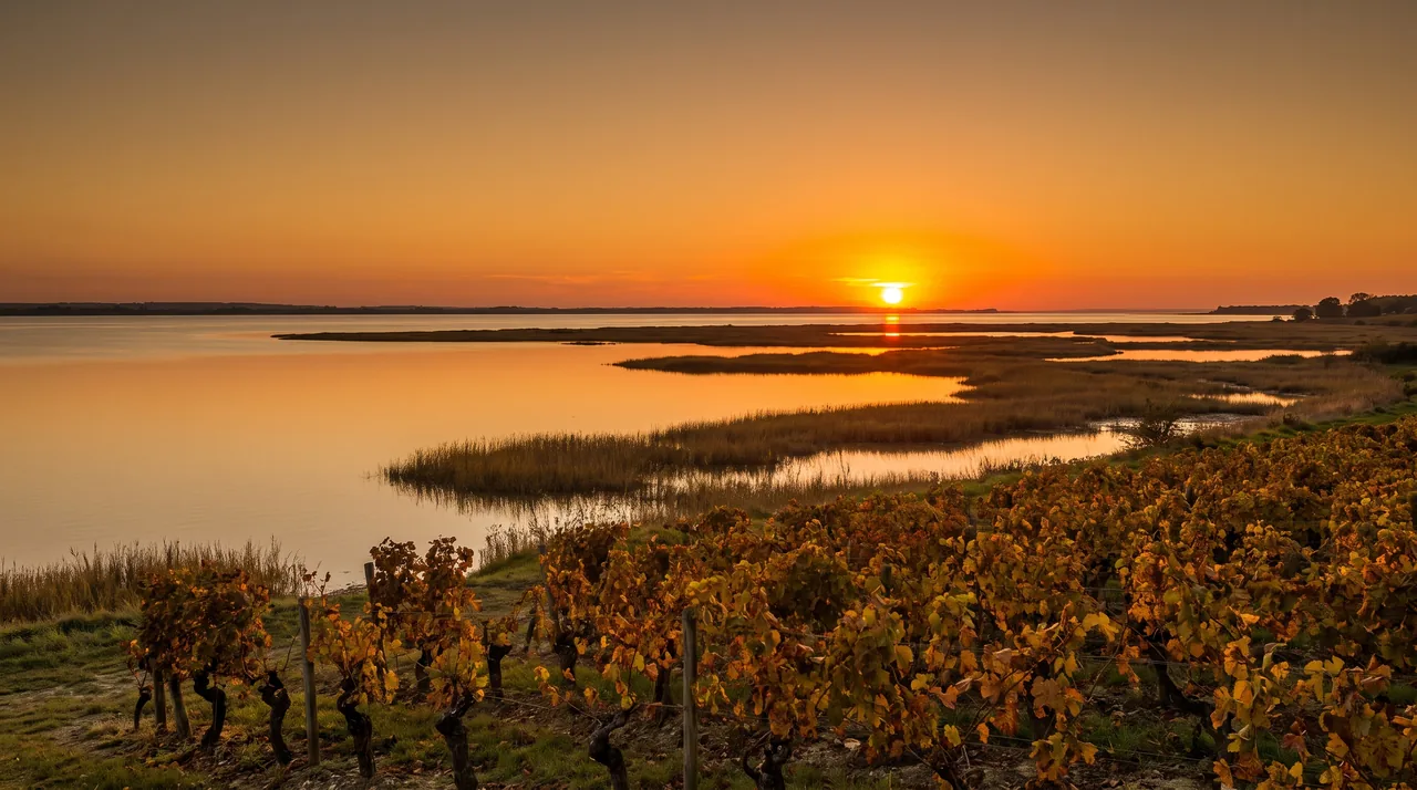 Puesta de sol anaranjada sobre el estuario de la Gironda vista desde una orilla con viñedos en Pauillac, aguas tranquilas y juncos