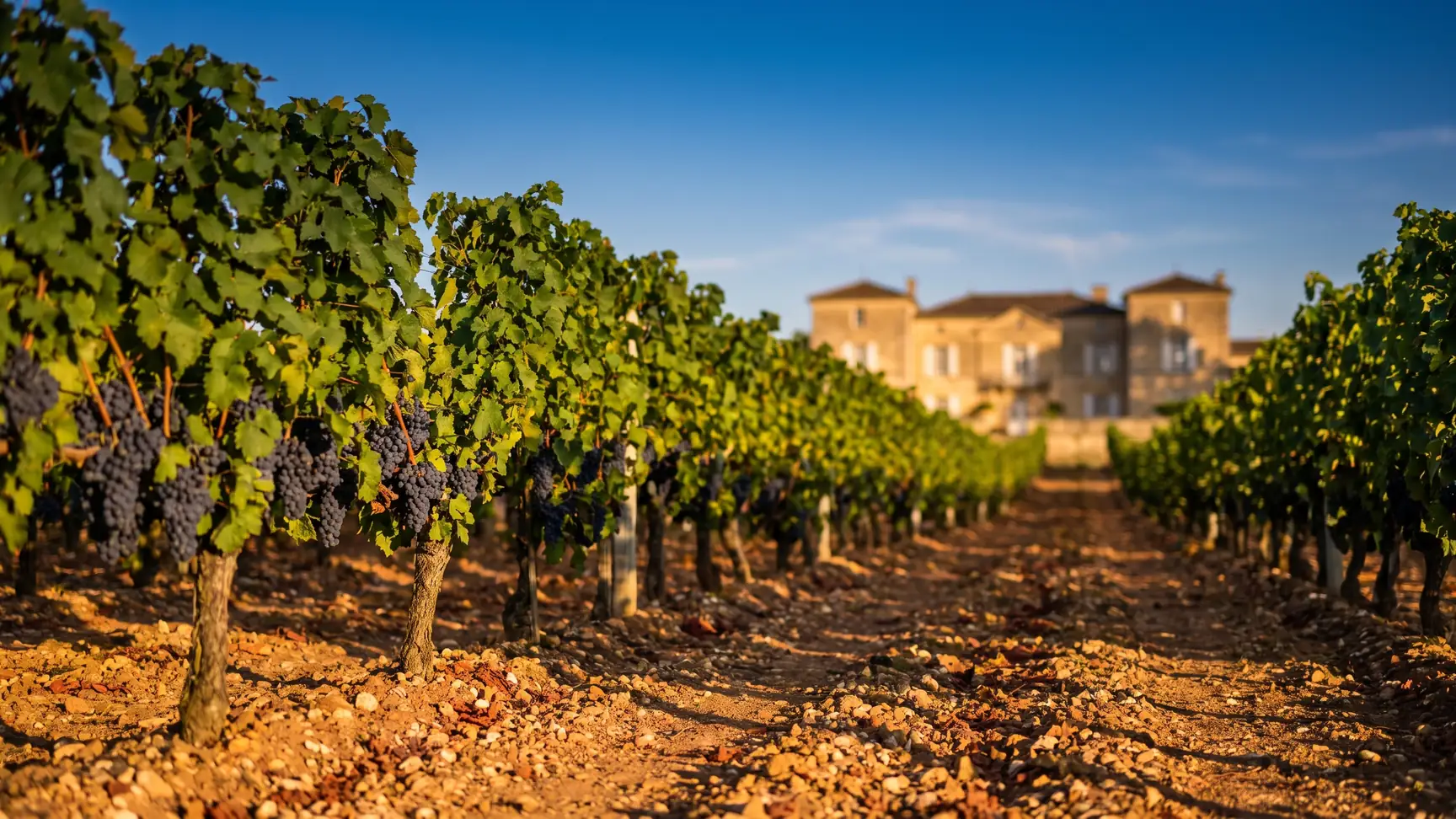 Filas de merlot en el suelo arcilloso-graveloso de Pomerol
