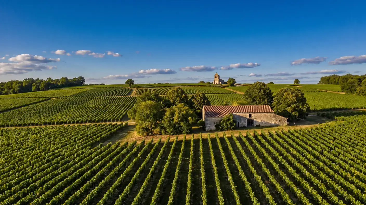 Filas de viñedos de coñac en las laderas calcáreas de Charente-Maritime, una pequeña bodega de piedra