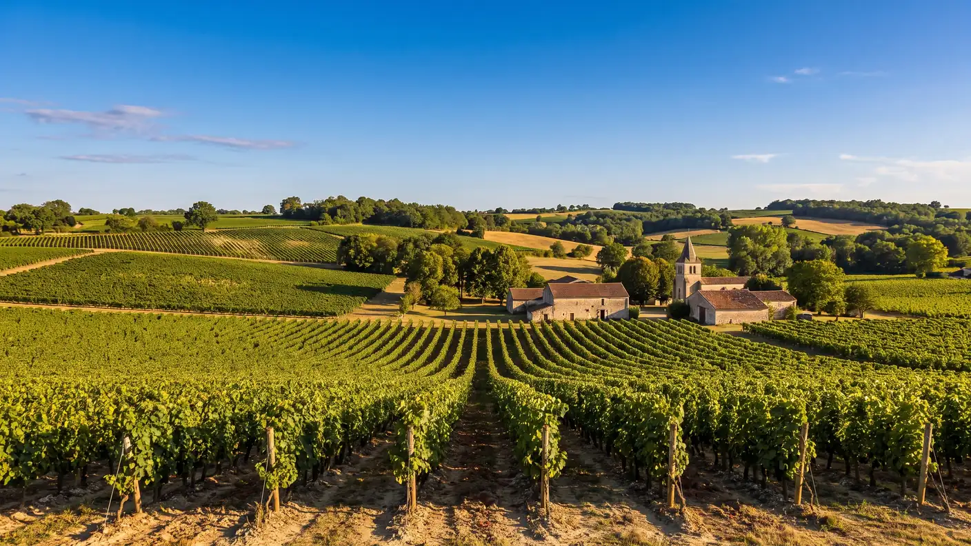 Filas de viñedos de coñac en las laderas calcáreas de Charente-Maritime, una pequeña bodega de piedra