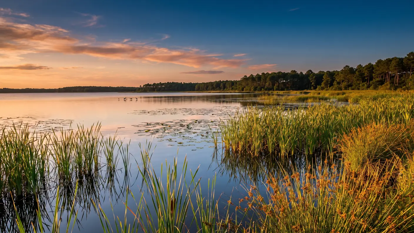 Los juncales de la orilla del gran lago reflejados en aguas tranquilas, algunas aves zancudas a lo lejos, pinos en la otra orilla