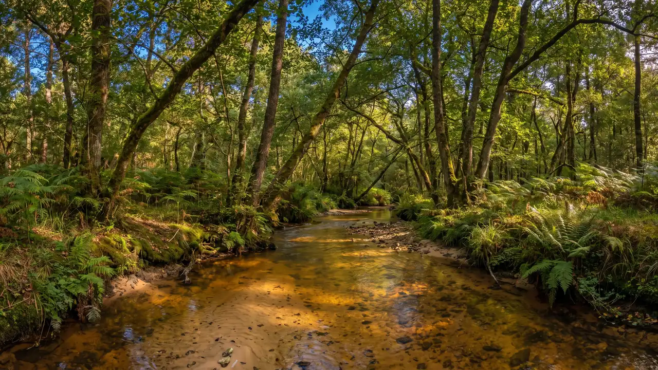 Un pequeño arroyo cristalino de aguas ambarinas que discurre bajo una galería de alisos y helechos en el bosque de las Landas