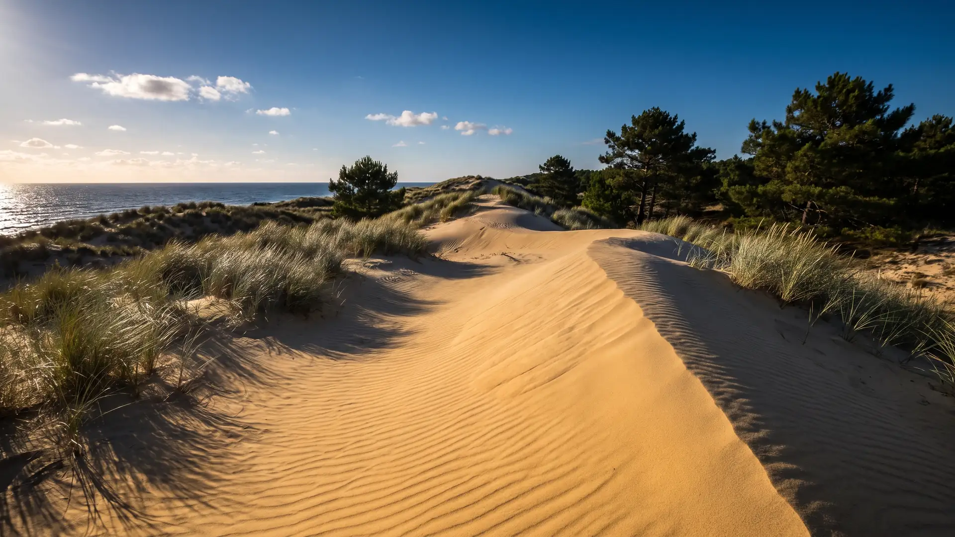 Una duna del Médoc en perfecto estado, cubierta de espartina, con el océano brillando más allá de la cresta y pinos marítimos al fondo