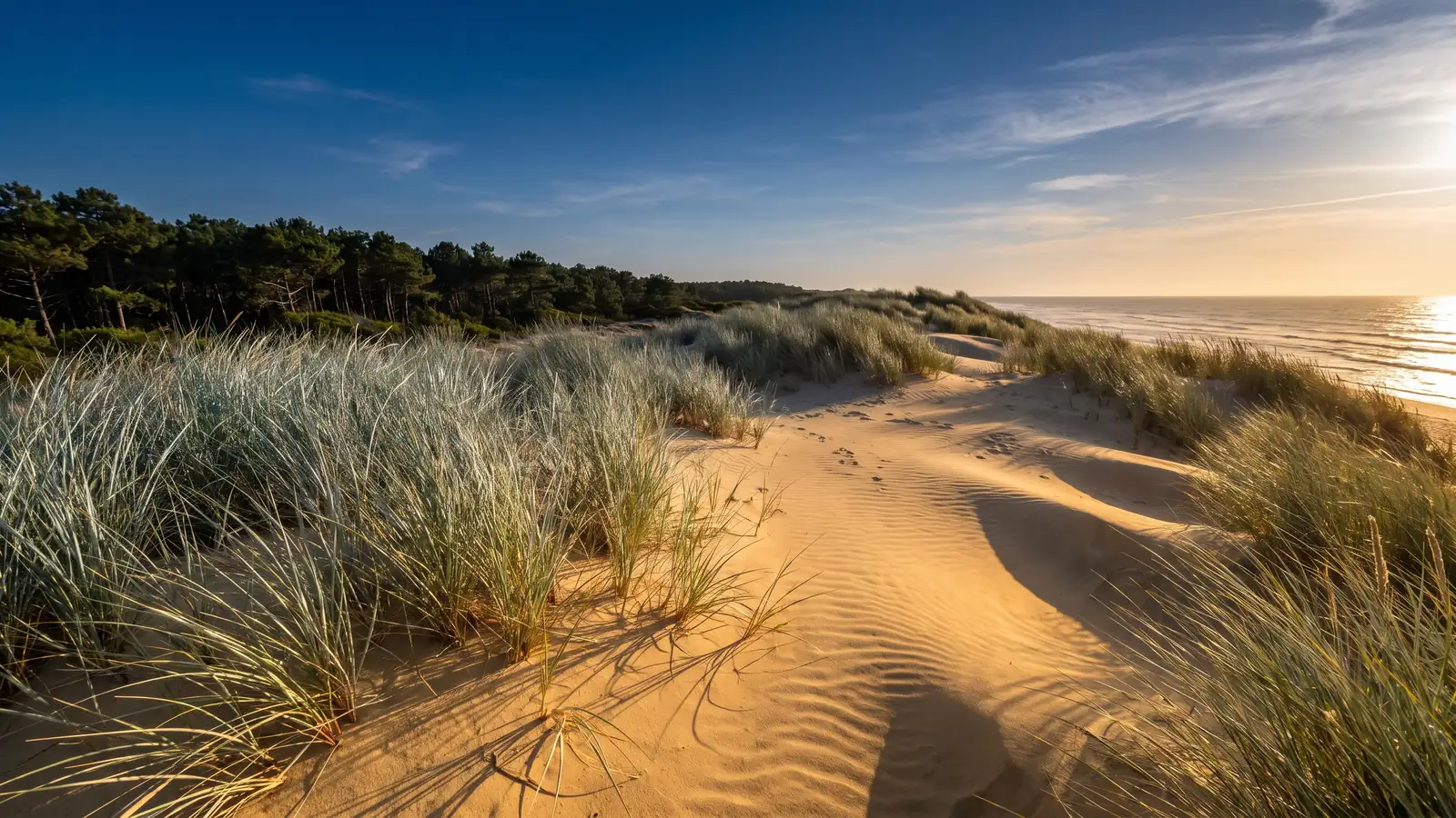 Les pins et la dune à Vieux-Boucau — destination du transfert privé Bordeaux → Vieux-Boucau