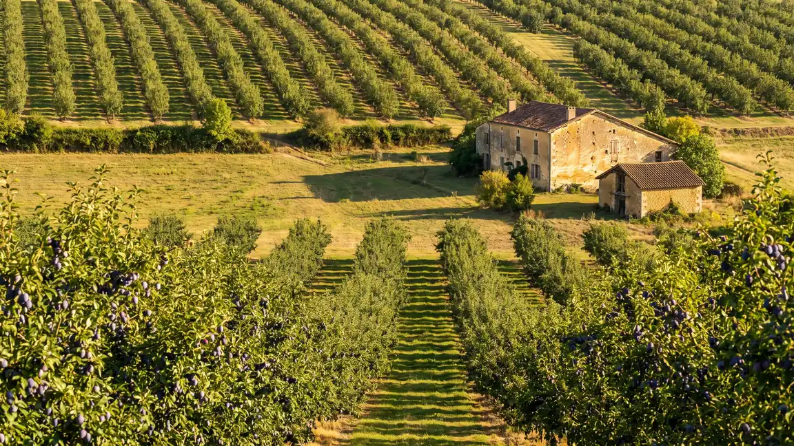 Huertos de ciruelos de Ente cargados de fruta cerca de Villeneuve-sur-Lot, granja y secadero tradicional